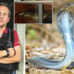 Un contrebandier d'animaux se suicide avec un serpent lors de son arrestation en Afrique du Sud (Photos)