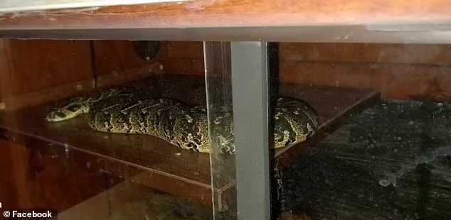 Un contrebandier d'animaux se suicide avec un serpent lors de son arrestation en Afrique du Sud (Photos)