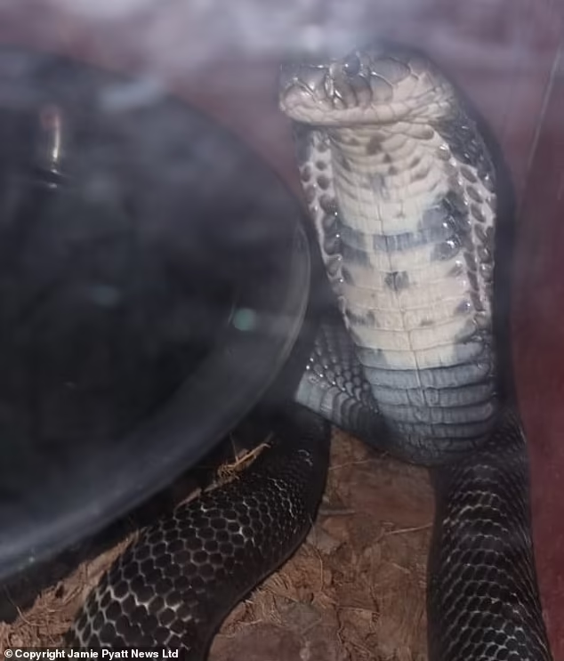 Un contrebandier d'animaux se suicide avec un serpent lors de son arrestation en Afrique du Sud (Photos)