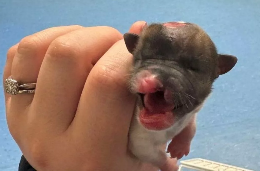  Un chiot nouveau-né meurt après avoir été éjecté d’une voiture en marche “comme un déchet”.