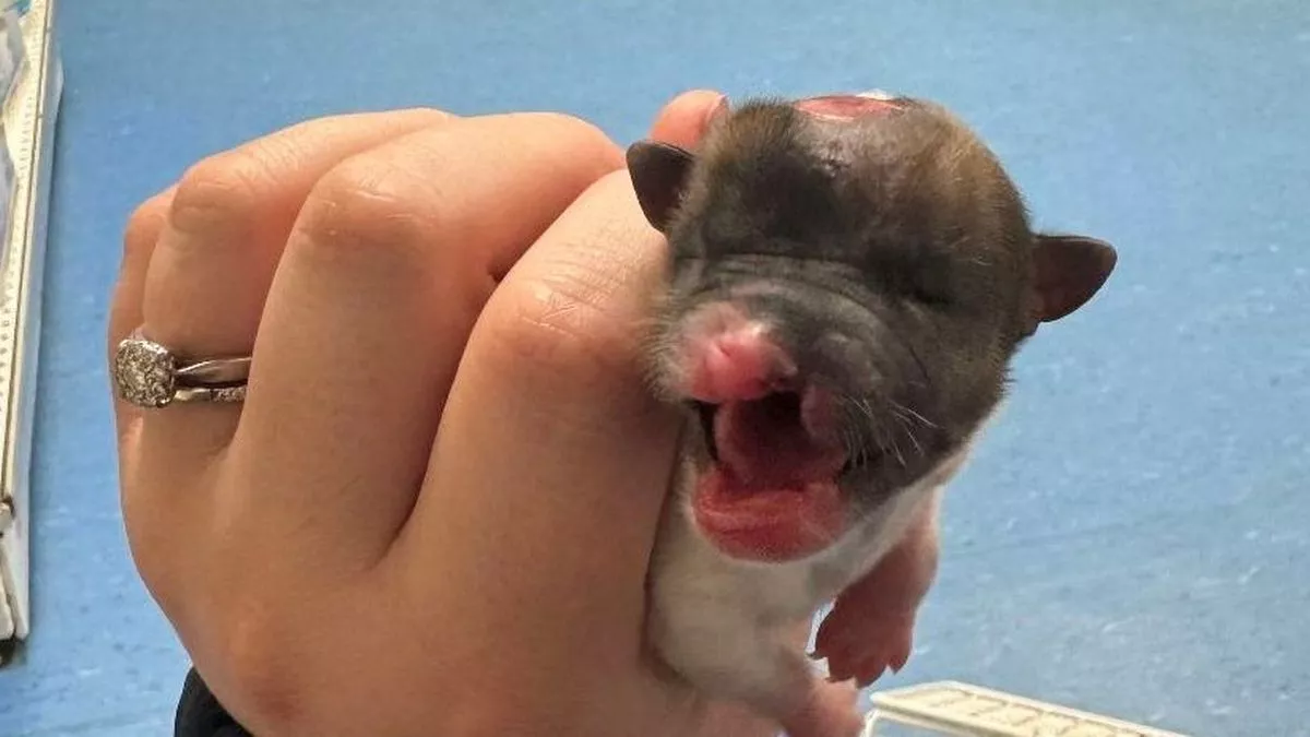 Un chiot nouveau-né meurt après avoir été éjecté d'une voiture en marche "comme un déchet".