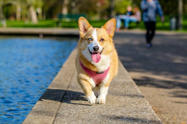 Les 10 meilleurs moyens de garder votre chien en bonne santé