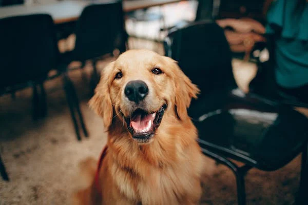 Les 10 meilleurs moyens de garder votre chien en bonne santé