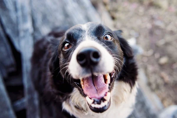 Les 10 meilleurs moyens de garder votre chien en bonne santé