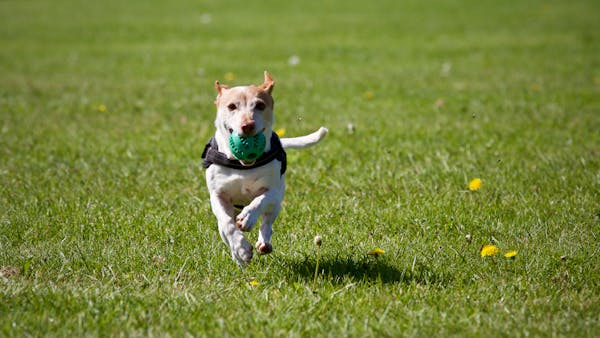 Les 10 meilleurs moyens de garder votre chien en bonne santé