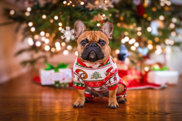 Comment gérer les comportements indésirables de votre chien en seulement 15 minutes par jour