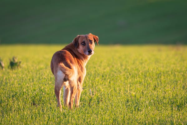 Comment gérer les comportements indésirables de votre chien en seulement 15 minutes par jour