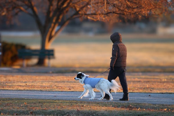 Comment gérer les comportements indésirables de votre chien en seulement 15 minutes par jour