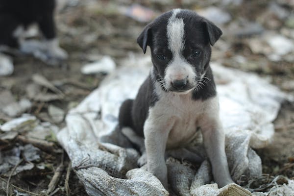 Comment gérer les comportements indésirables de votre chien en seulement 15 minutes par jour