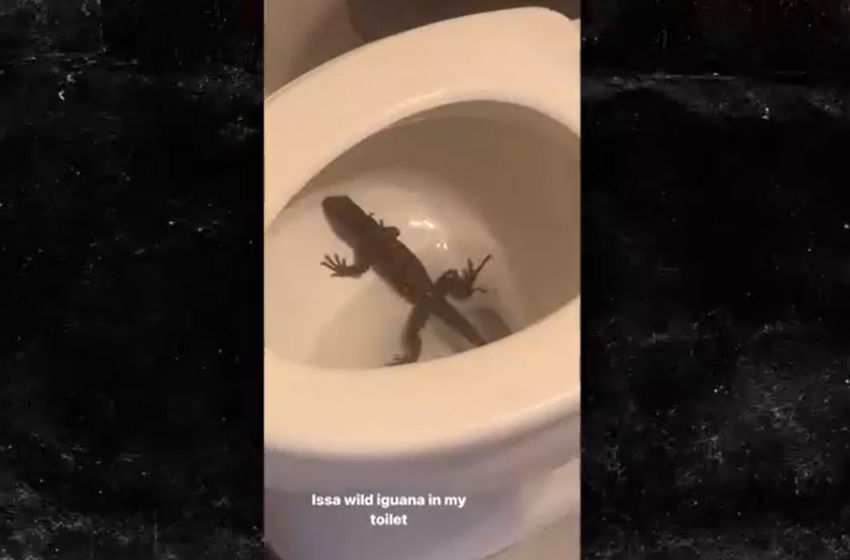  Jaelan Phillips trouve un énorme iguane sauvage dans ses toilettes