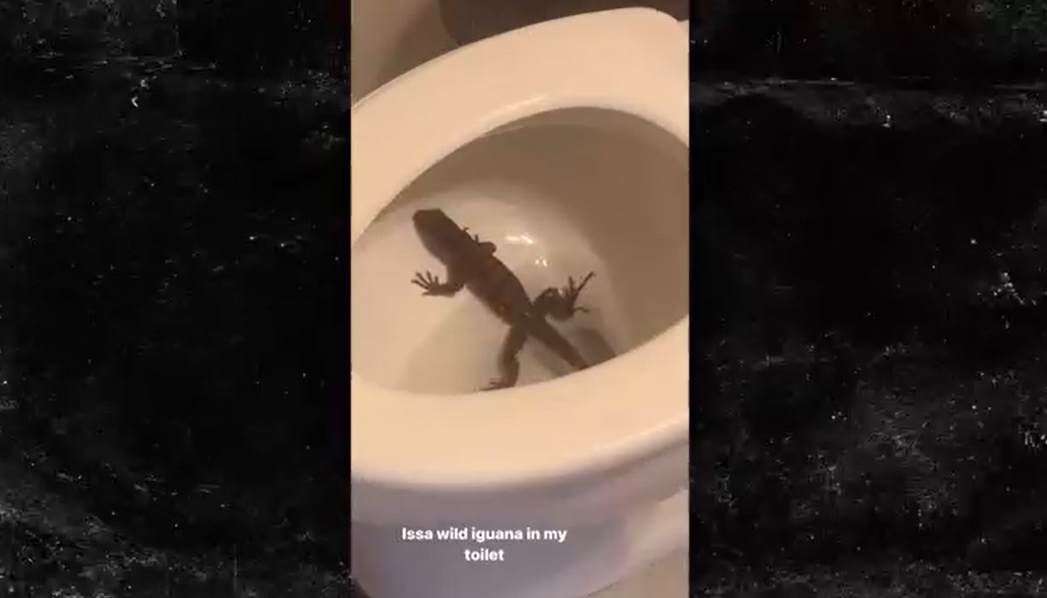 Jaelan Phillips trouve un énorme iguane sauvage dans ses toilettes