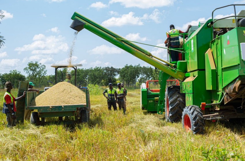  Agriculture : La politique du gouvernement en matière de développement de la filière riz au centre de la conférence de presse  »Tout Savoir Sur », ce mardi 28 mai