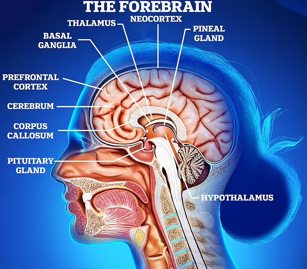 Les IRM révèlent les étapes stupéfiantes de la conscience dans le cerveau