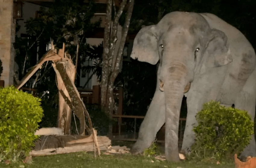  Des éléphants écrasent des gens et envahissent des maisons en Thaïlande