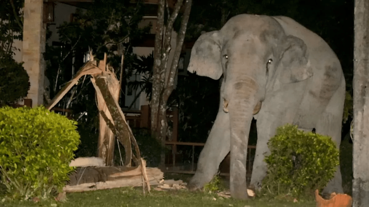 Des éléphants écrasent des gens et envahissent des maisons en Thaïlande