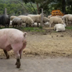 Grippe aviaire : pourquoi le cochon est au centre des attentions, selon la présidente du Covars