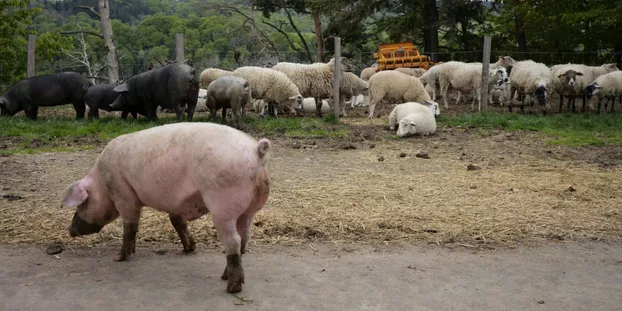  Grippe aviaire : pourquoi le cochon est au centre des attentions, selon la présidente du Covars