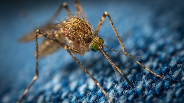  Le risque de paludisme pourrait diminuer en raison des changements climatiques