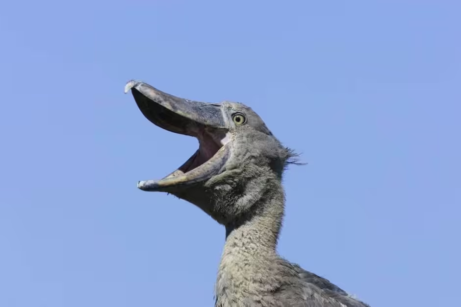 L'oiseau africain géant qui est aussi grand qu'un humain et qui peut manger des crocodiles