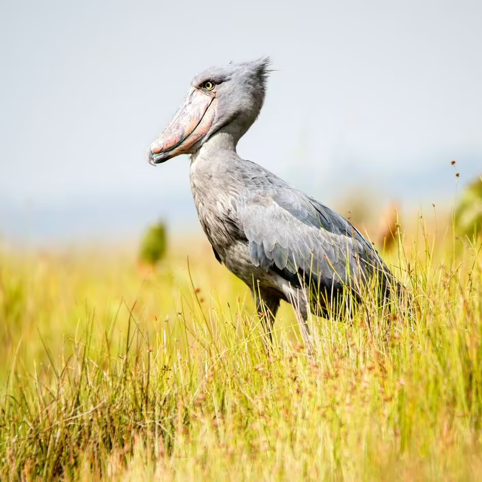 L'oiseau africain géant qui est aussi grand qu'un humain et qui peut manger des crocodiles