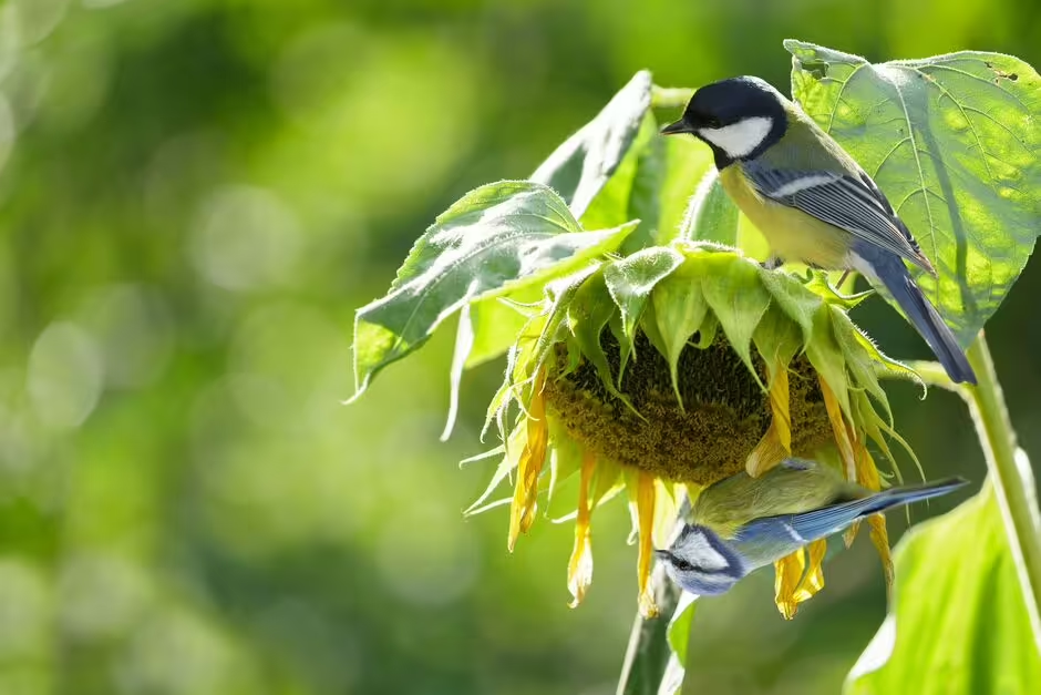 Attirez davantage d'animaux sauvages dans votre jardin pour maintenir un « équilibre naturel » grâce aux conseils d'un expert