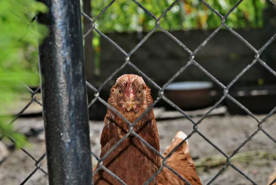 Alerte à la grippe aviaire : Selon un expert, la feuille de route pour l'infection humaine peut conduire à un scénario cauchemardesque