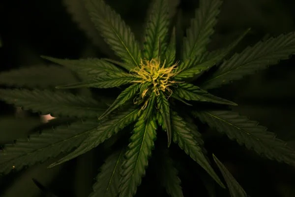 Aux États-Unis, le cannabis va être classé comme moins dangereux