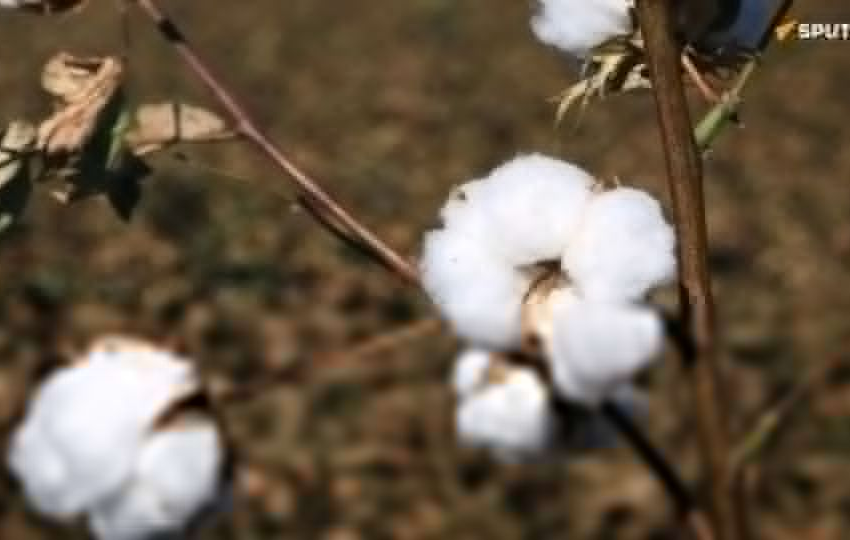  Le Burkina Faso prévoit une hausse de 55% de sa production de coton cette saison