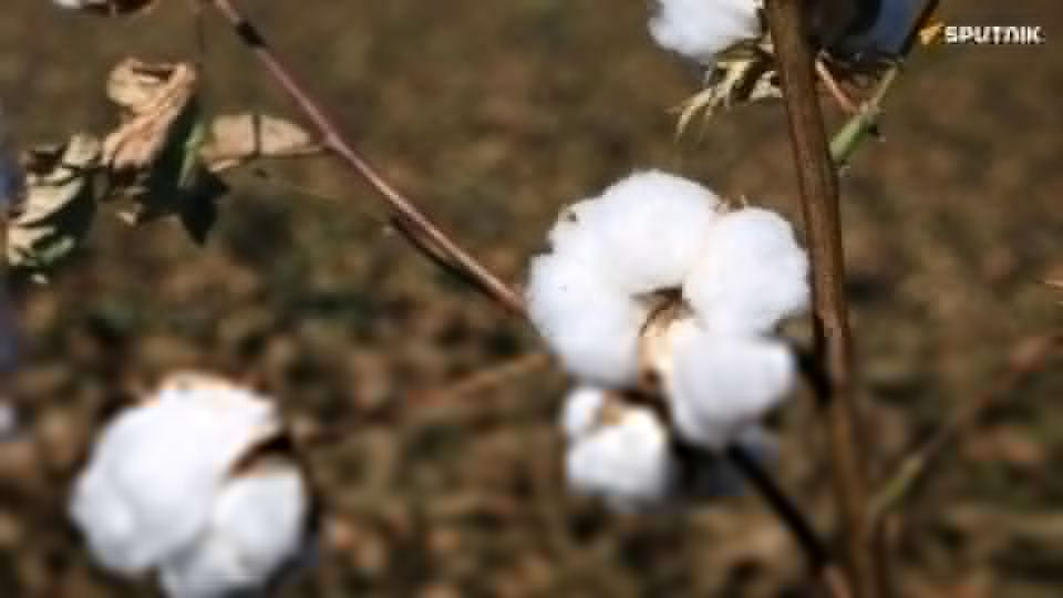 Le Burkina Faso prévoit une hausse de 55% de sa production de coton cette saison