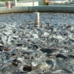 Production de poissons : la Côte d’Ivoire ambitionne le sommet mondial