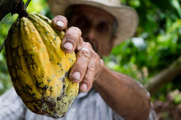 Le Cacao : La Boisson Tendance aux Bienfaits Nutritionnels Impressionnants