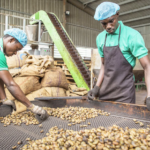 Production mondiale de Cajou : La Côte d'Ivoire maintient sa position de leader mondial