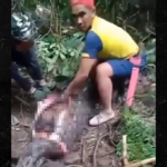 Un Python de 6 mètres avale une femme entière dans une forêt indonésienne