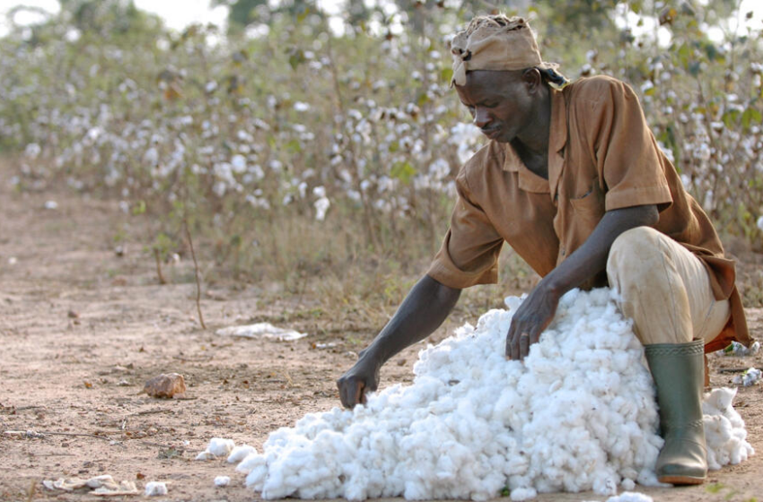  Dépendance du coton africain : les dangers liés au Bangladesh