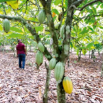 Inquiétudes croissantes sur l'offre de cacao en Afrique de l'Ouest