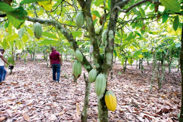 Inquiétudes croissantes sur l'offre de cacao en Afrique de l'Ouest