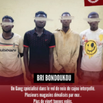 Quatre Arrestations à Bondoukou pour Vol de Noix de Cajou