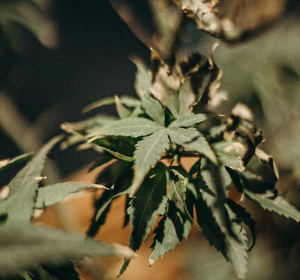  Fumer du Cannabis Pourrait Aider les Hommes à Lutter Contre l’Infertilité