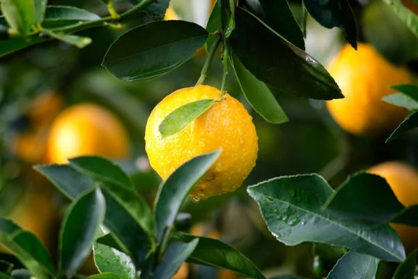 Le Citron: Un Fruit aux Propriétés Polyvalentes et Étonnantes