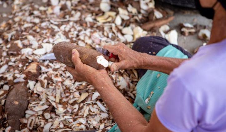 Les Bienfaits Nutritionnels du Manioc et Comment l'Utiliser en Cuisine