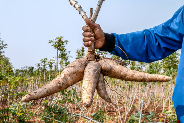 Les Bienfaits Nutritionnels du Manioc et Comment l'Utiliser en Cuisine