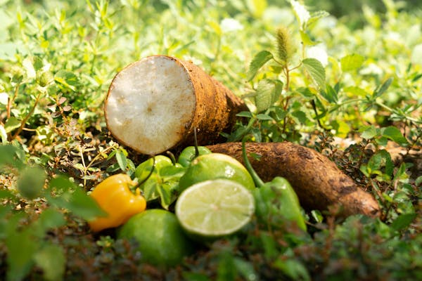 Guide de culture du manioc dans votre jardin