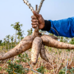 Guide de culture du manioc dans votre jardin