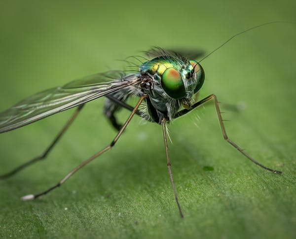 Quelle est la meilleure plante anti-moustique ? Exclusif !