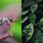 Quelle est la meilleure plante anti-moustique ? Exclusif !