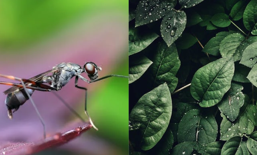  Quelle est la meilleure plante anti-moustique ? Exclusif !