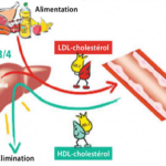 Les Niveaux de Cholestérol à Ne Pas Dépasser Après 60 Ans