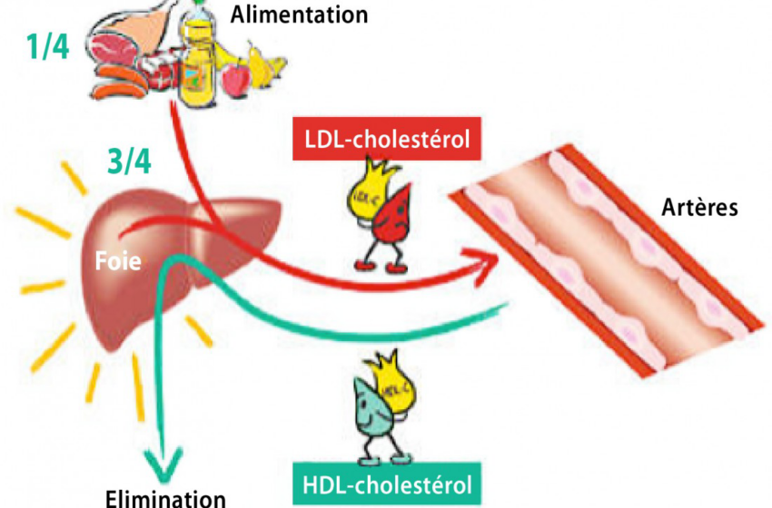  Les Niveaux de Cholestérol à Ne Pas Dépasser Après 60 Ans