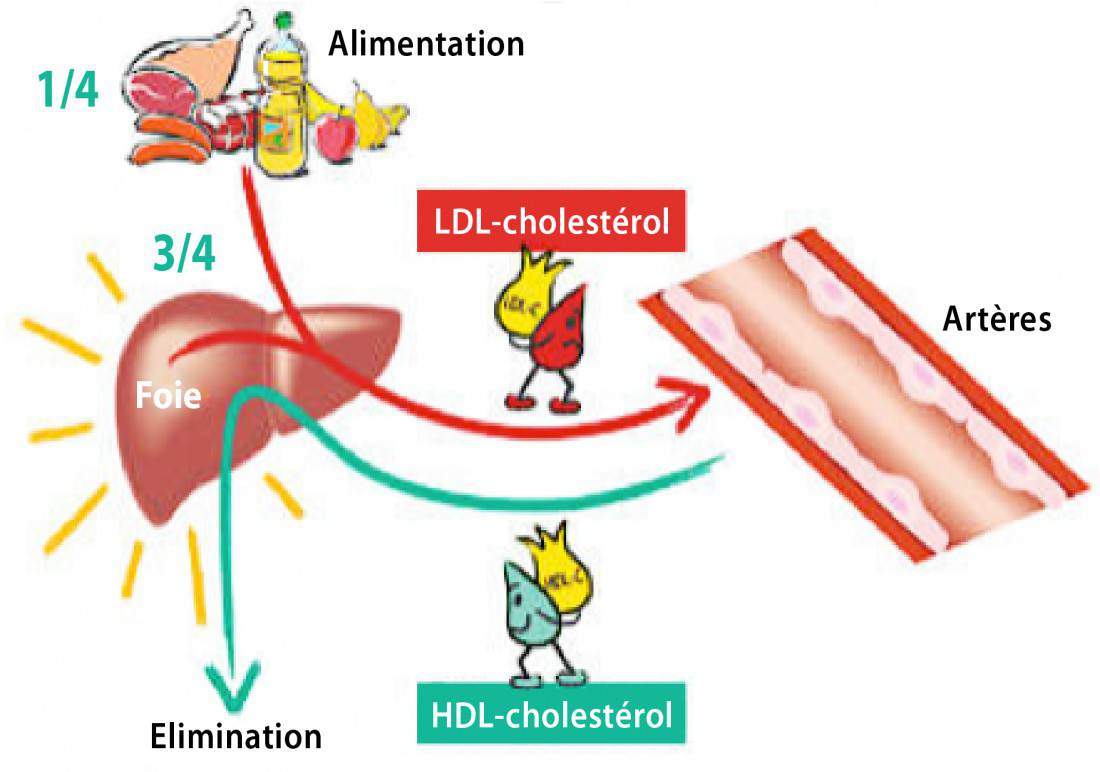 Les Niveaux de Cholestérol à Ne Pas Dépasser Après 60 Ans