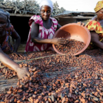 Ghana: Chute Drastique de la Production de Cacao; la Perte des Terres Agricoles en Cause